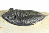 Fossil Zlichovaspis Trilobite - Atchana, Morocco #382824-2